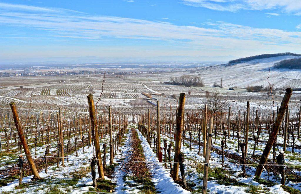 Vignoble enneigé à Kientzheim en Alsace