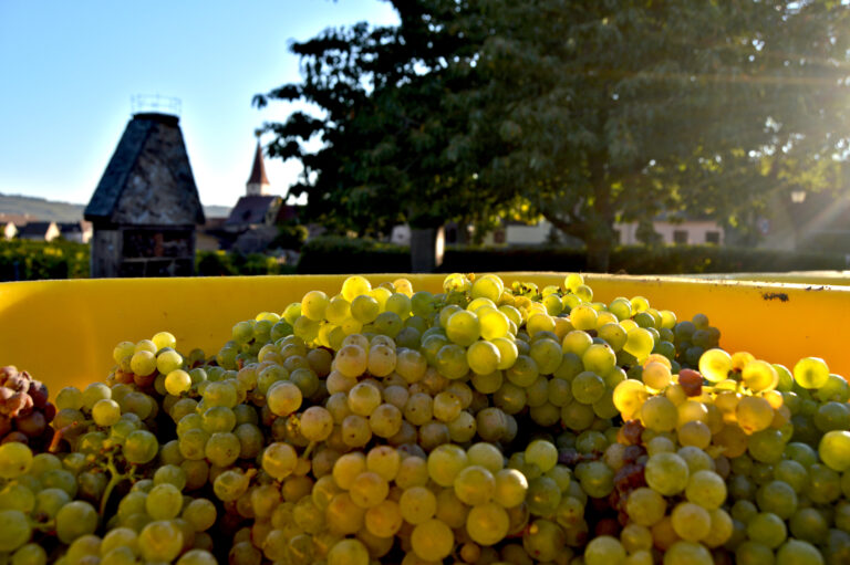 Vendanges à Ammerschwihr en Alsace