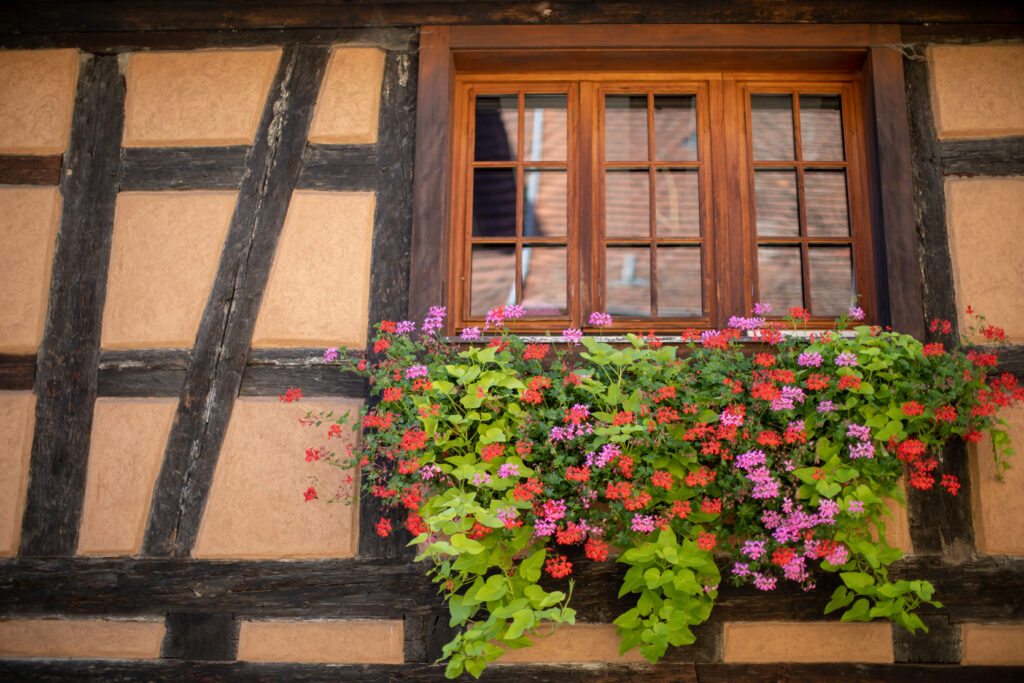 Maison à colombages avec géraniums à Kaysersberg