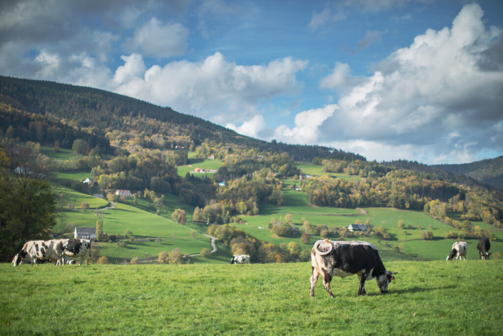 Prairie et vaches à Lapoutroie