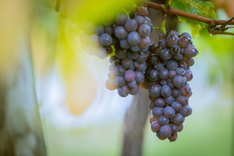 Grappe de raisin dans le vignoble de la vallée de Kaysersberg en Alsace