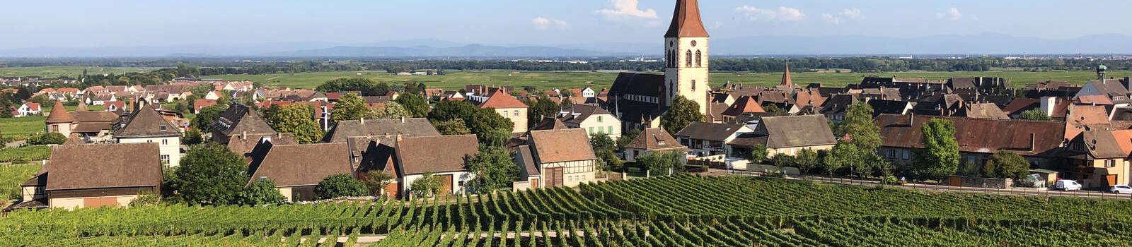 Vignoble d’Ammerschwihr dans la vallée de Kaysersberg Vignoble d'Ammerschwihr dans la vallée de Kaysersberg