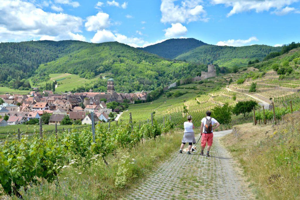 Balade entre Kaysersberg et Kientzheim dans le vignoble