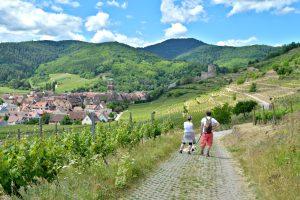 Balade entre Kaysersberg et Kientzheim dans le vignoble