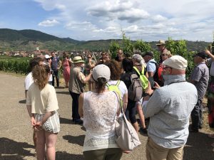 Visite guidée du vignoble