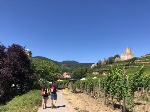 Montée vers le château à travers le Grand cru Schlossberg