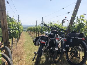 A vélo dans les vignes pour rejoindre la Tournée des Terroirs