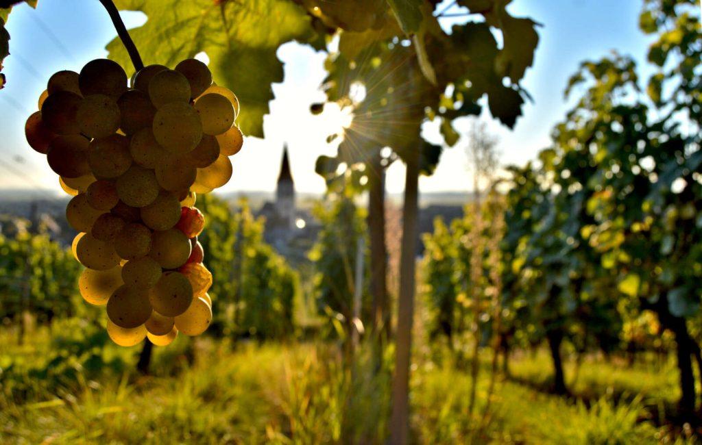 Grappe de raisin dans les vignes à Ammerschwihr