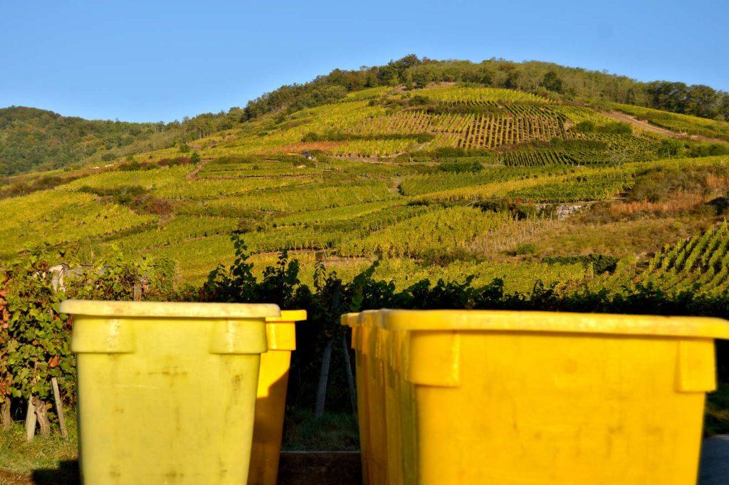 Vendanges à Ammerschwihr