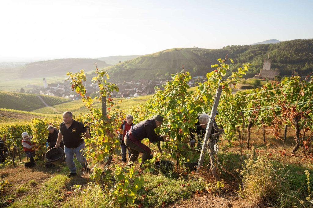 Vendange en Alsace à Katzenthal