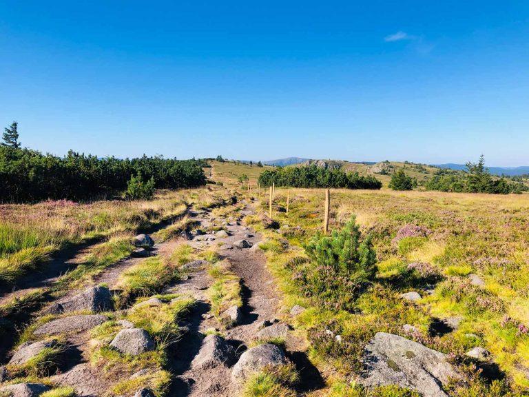 Sommet du Gazon du Faing dans le Massif des Vosges : sentier de randonnée