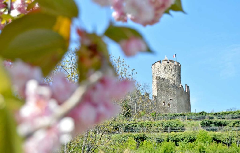 Le château du Schlossberg à Kaysersberg au printemps en Alsace