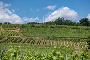 Marche gourmande à Ammerschwihr en Alsace