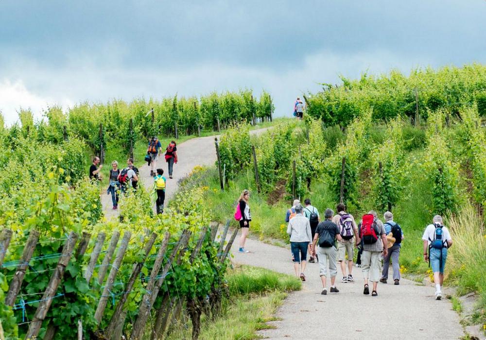 Marche gourmande dans la vallée de Kaysersberg en Alsace