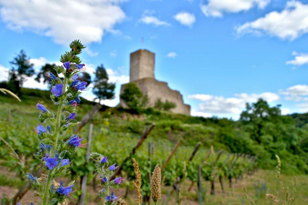 Château du Wineck à Katzenthal (Alsace)