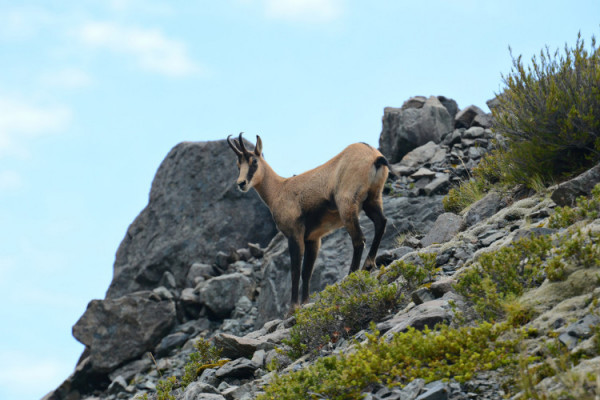 a la rencontre des chamois lac blanc