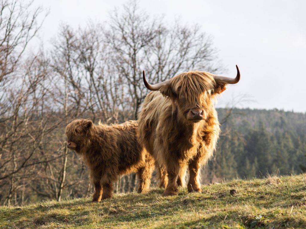 LaBassette animaux vaches