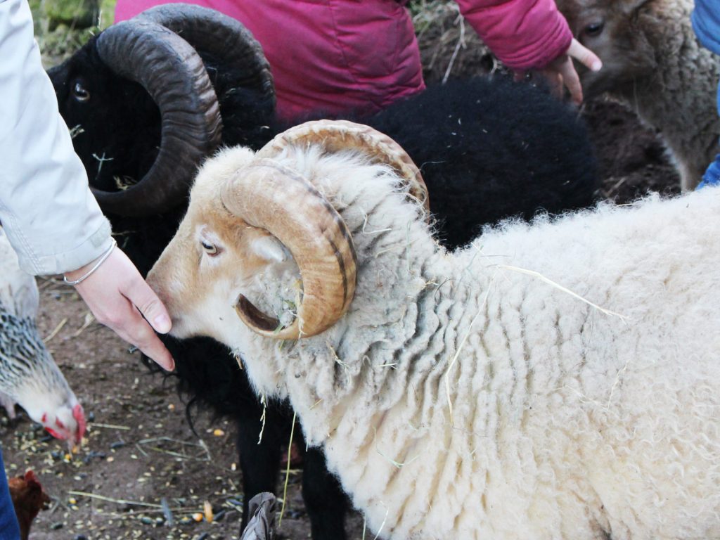 une-ferme-a-la-bassette-belier-labaroche