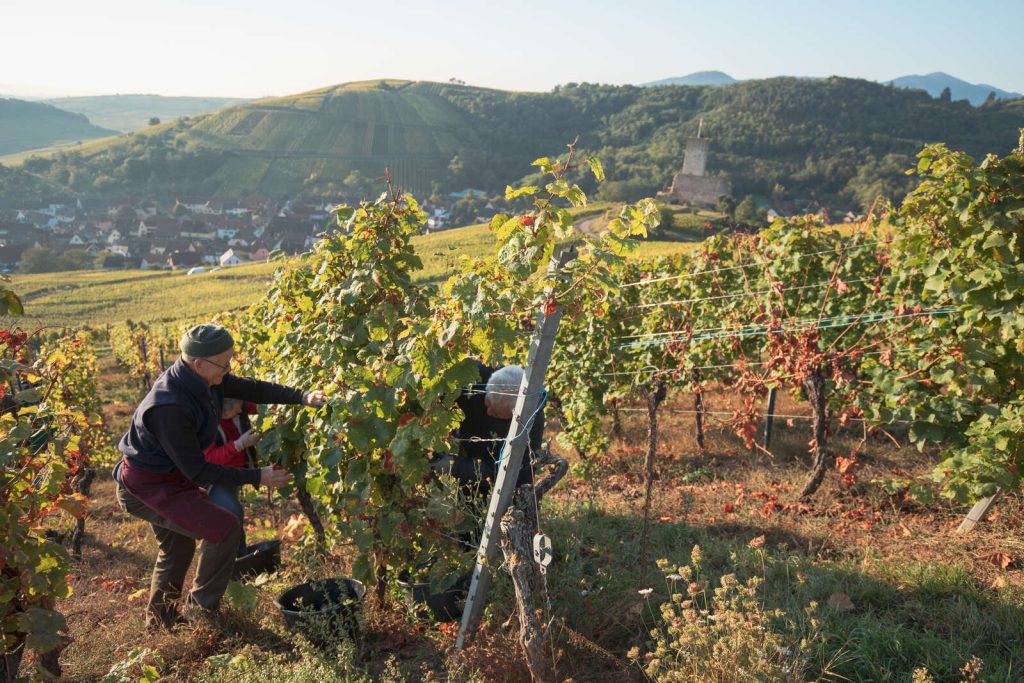 Vendange Alsace vallée de Kaysersberg